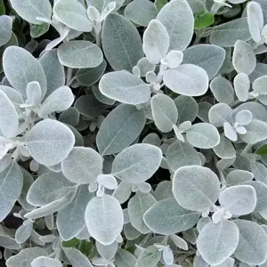 Brachyglottis 'Walberton's Silver Dormouse'